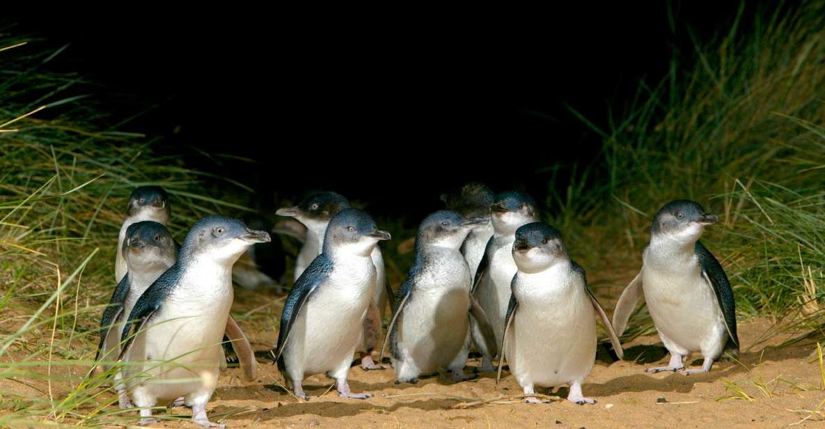 Melbourne: French and Phillip Island Wildlife Expedition - Tour Highlights