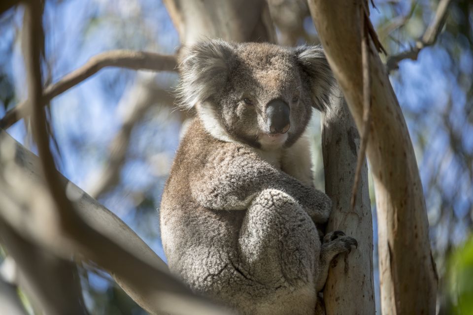 Melbourne: French and Phillip Island Wildlife Expedition - Customer Reviews