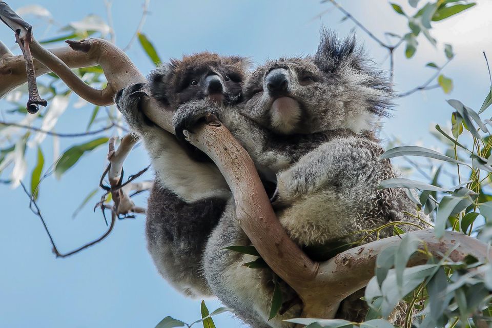 Melbourne: Great Ocean Road & Rainforest Trip - Customer Reviews and Ratings