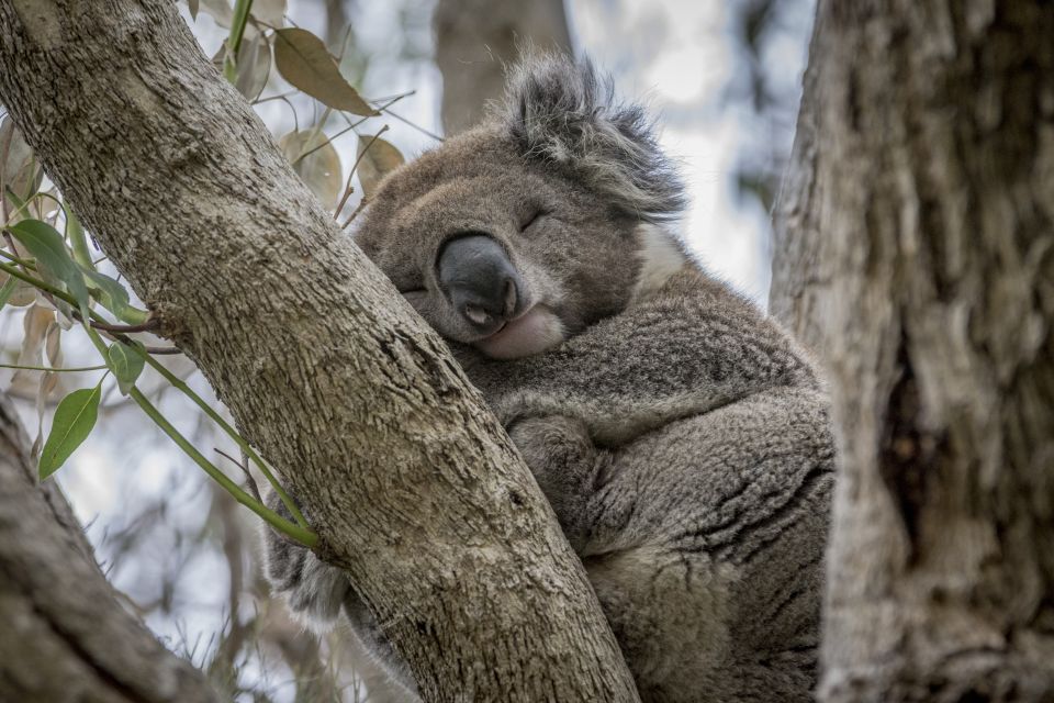 Melbourne: Great Ocean Road Sightseeing Day Tour - Key Points