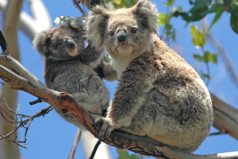 Melbourne: Healesville Sanctuary & Phillip Island Tour - Key Points