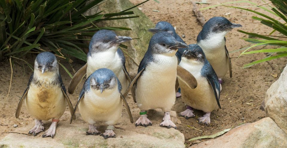 Melbourne: Healesville Sanctuary & Phillip Island Tour - Cancellation & Flexibility