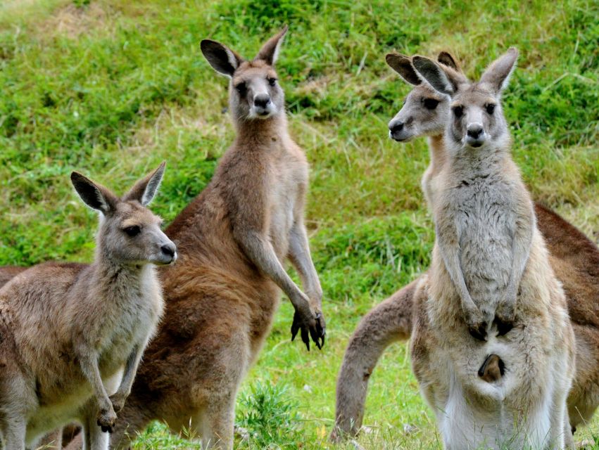 Melbourne: Healesville Sanctuary & Phillip Island Tour - Itinerary