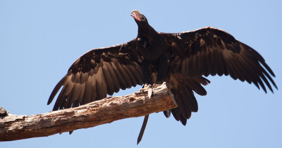 Melbourne: Healesville Sanctuary & Phillip Island Tour - Recap