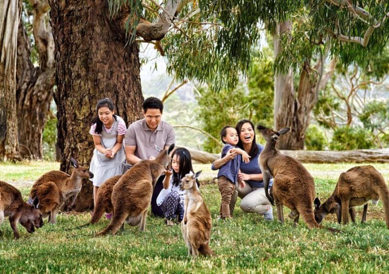 Melbourne Highlights & Aussie Wildlife Express Tour - Key Points