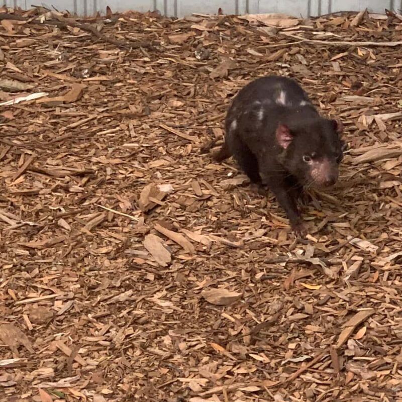 Melbourne: Moonlit Sanctuary and Brighton Beach Boxes Tour - Practical Tips & Considerations