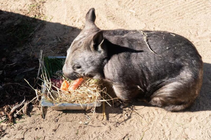 Melbourne: Murray River Paddle Steamer, Wildlife & Silo Art - Detailed Breakdown of the Itinerary