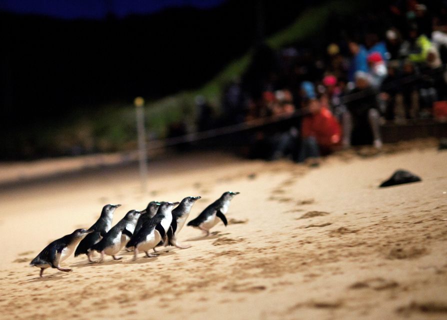 Melbourne: Penguin Parade & Churchill Island Farm Tour - Highlights