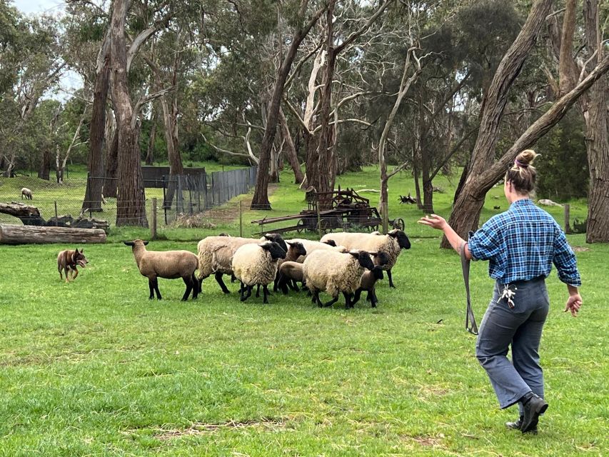 Melbourne: Penguin Parade & Churchill Island Farm Tour - Recap