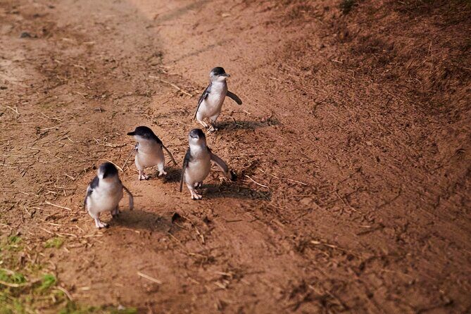 Melbourne: Penguin Parade , Koala & Brighton Bathing Boxes - Who Will Love This Tour?