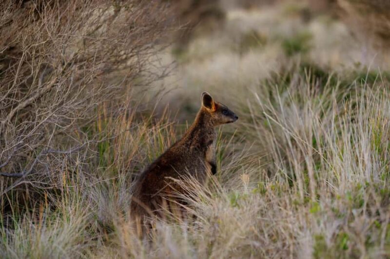 Melbourne: Penguin Parade , Koala & Brighton Bathing Boxes - Frequently Asked Questions