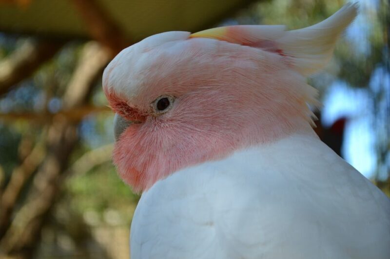 Melbourne: Peninsula Nature Private Day Trip with Dinner - Final Thoughts on Value and Experience  