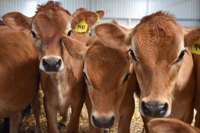 Melbourne Phillip Island 1 Day Tour - FAQ