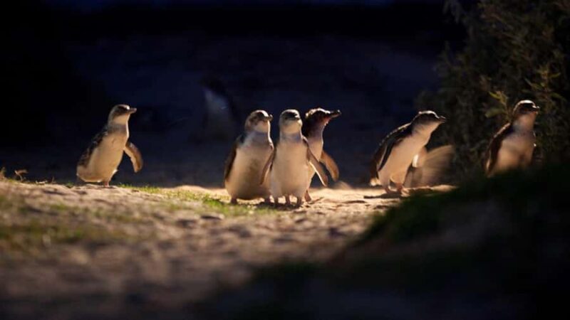Melbourne: Phillip Island Penguin Parade Watching Day Tour - Key Points