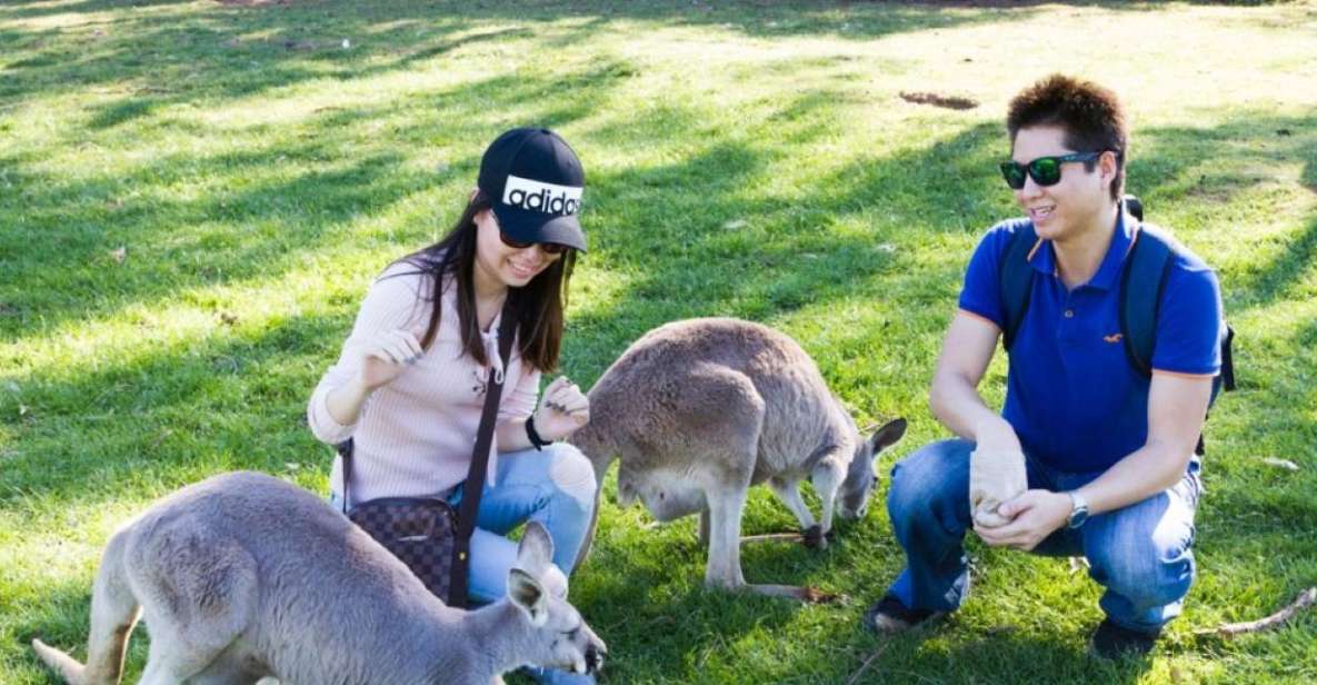Melbourne: Phillip Island Penguins and Wildlife Sanctuary - Key Points
