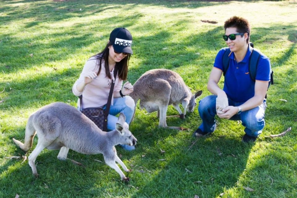 Melbourne: Phillip Island Penguins and Wildlife Sanctuary - Itinerary
