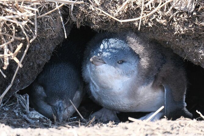 Melbourne Phillip Island Private Tour: Penguin Parade & Wildlife - The Value of a Private, Custom-Tailored Day