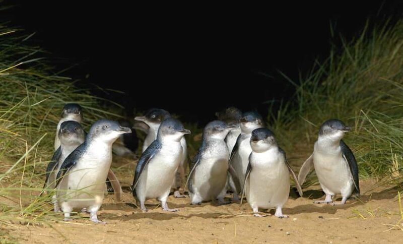 Melbourne: Phillip Island Private Tour with Penguin Parade - Key Points