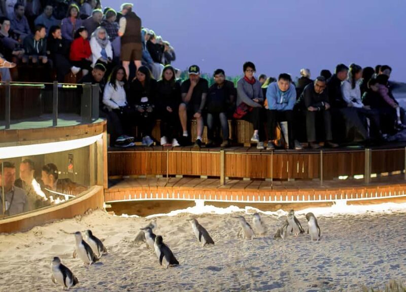 Melbourne: Phillip Island Private Tour with Penguin Parade - The Itinerary in Detail