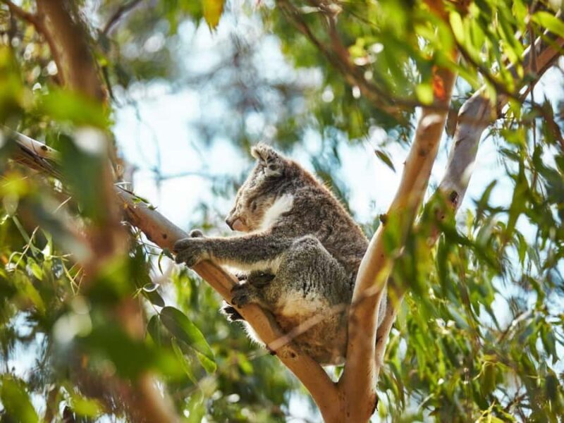 Melbourne: Phillip Island Private Trip, Penguin and Wildlife - Key Points