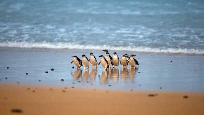 Melbourne: Phillip Island Private Trip, Penguin and Wildlife - An In-Depth Look at the Phillip Island Private Tour