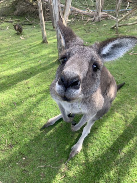Melbourne: Phillip Island Tour & Penguin Parade - Itinerary
