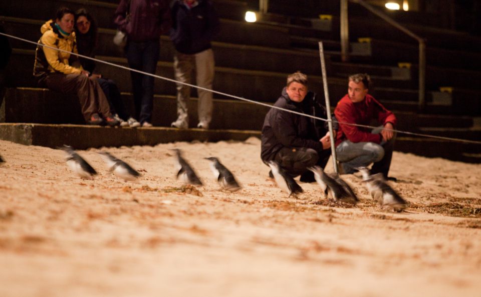 Melbourne: Phillip Island Tour & Penguin Parade - Highlights