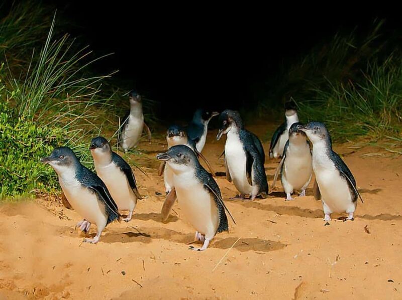 Melbourne: Phillip Island Tour w/ Hop-on Bus or Seal Cruise - Why the Small Group and Quality Matter