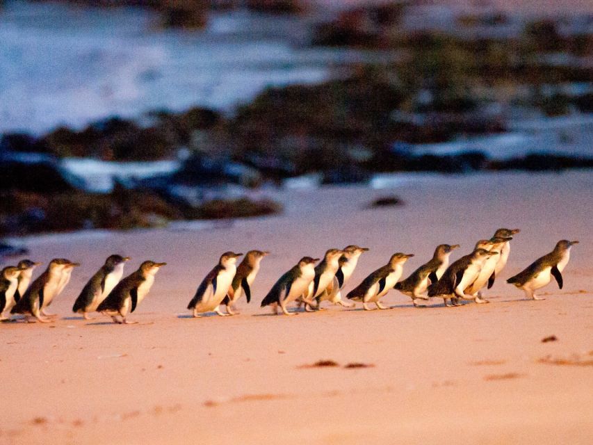 Melbourne: Phillip Island Wine, Wildlife, and Penguins Tour - Itinerary Details
