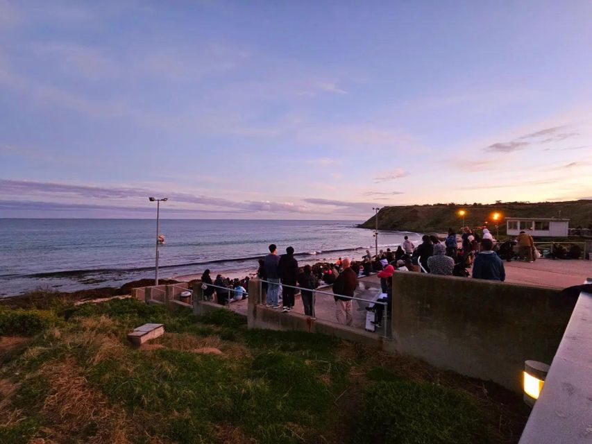 Melbourne: Phillip Island Wine, Wildlife, and Penguins Tour - Booking and Availability
