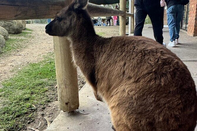 Melbourne Private Ballarat Sovereign Hill Gold Mine Tours - Final Thoughts