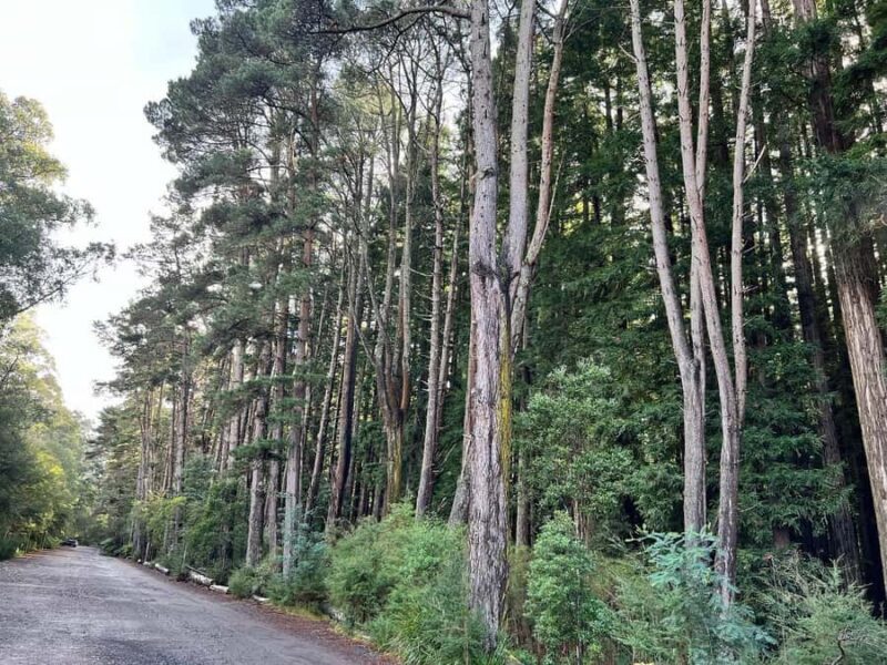 Melbourne: Private Lake Mountain Snow & Redwood Forest Tours - The Sum Up: Who Will Love This Tour?