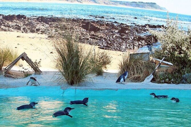 Melbourne Private Penguins Koalas TOUR-Melbourne City Tour JEWELS - Key Points