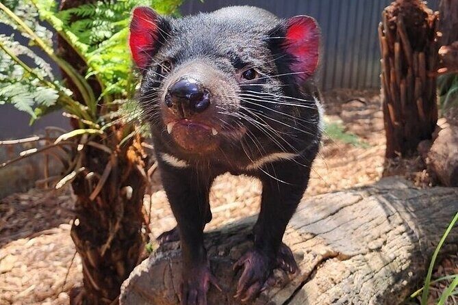 Melbourne Private Penguins Koalas TOUR-Melbourne City Tour JEWELS - The Sum Up