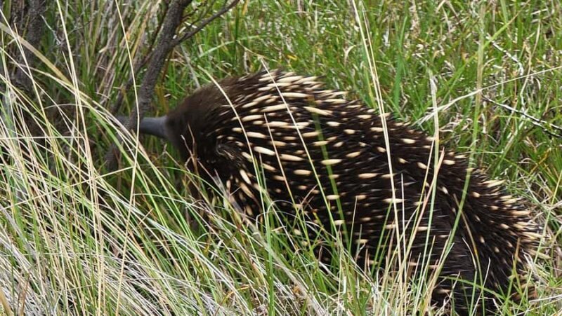 Melbourne: Private Phillip Island Penguin Parade Tours - A Full Breakdown of the Experience