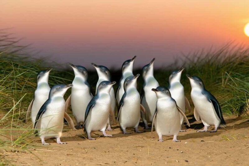 Melbourne Puffing Billy Penguin Yarra Valley Wine choc Tour - Wildlife Encounters at Maru Koala and Animal Park