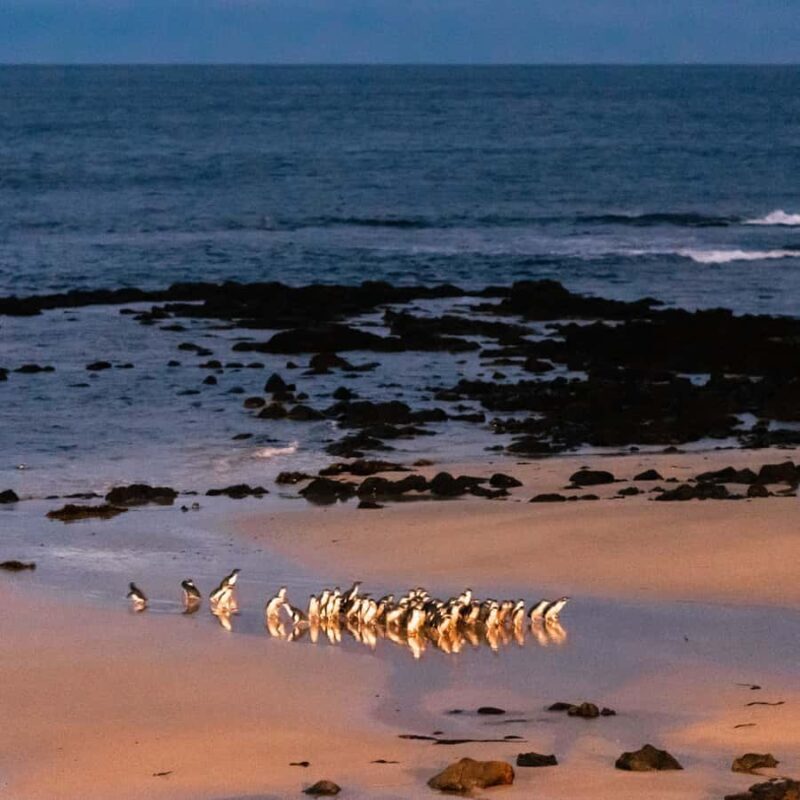 Melbourne Puffing Billy & Penguins Day Tour - FAQ