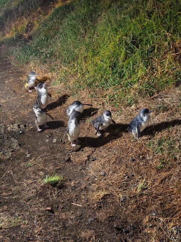 Melbourne: Puffing Billy Train and Penguin Island Day Tour - The Value of This Tour