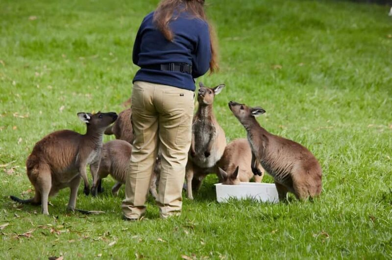 Melbourne: Puffing Billy Train & Healesville & Winery Tour - An Overview of the Tour Experience  