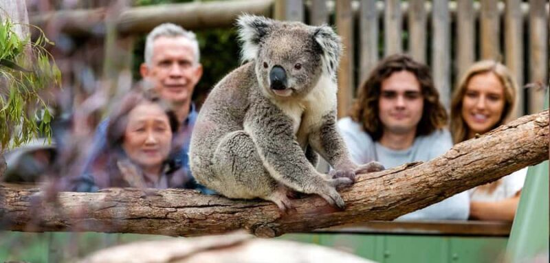 Melbourne: Puffing Billy Train Wildlife Zoo Private Tour - What Makes This Tour Stand Out?  