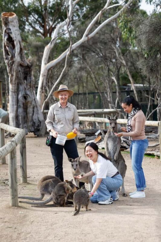 Melbourne: Puffing Billy Train Wildlife Zoo Private Tour - Frequently Asked Questions (FAQs)  