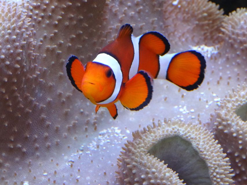 Melbourne: SEA LIFE Aquarium Entrance Ticket - Recap and Final Thoughts