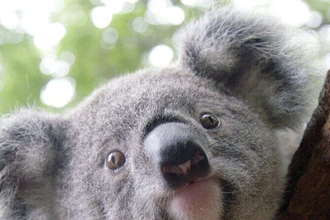 Melbourne Shore Excursion, Wine Region, Wildlife, Shared Tour - Exploring Melbourne’s Coast, Wildlife, and Wine: A Detailed Review of the Shared Shore Excursion