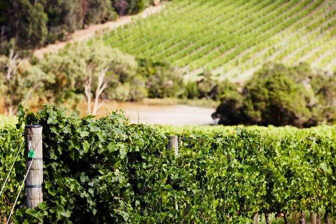 Melbourne Shore Excursion, Wine Region, Wildlife, Shared Tour - The Practicalities: Timing, Group Size, and Booking