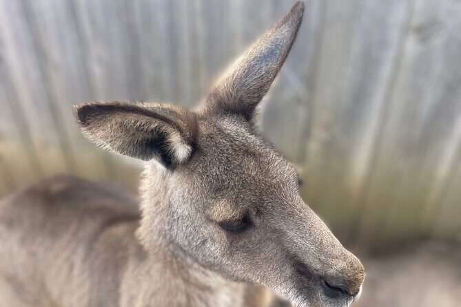 Melbourne Shore Excursion, Wine Region, Wildlife, Shared Tour - Final Thoughts: Is This Tour Right for You?