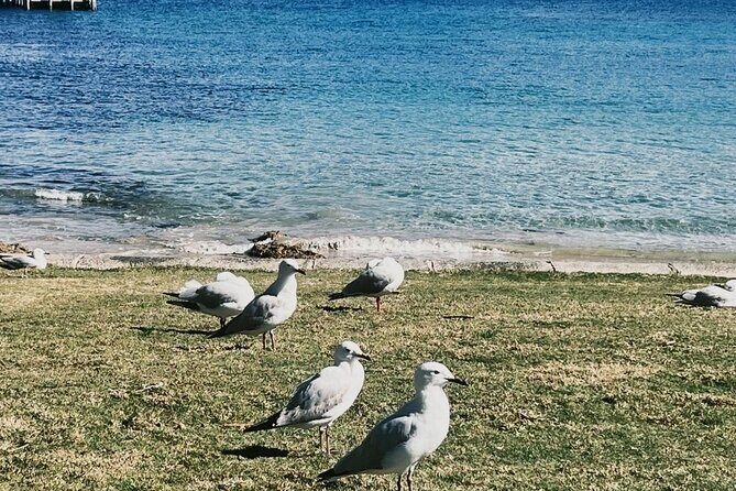 Melbourne: The Great Ocean Road Private Tour - Transportation and Comfort