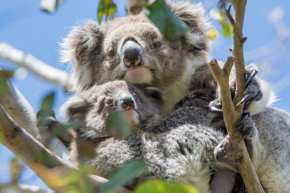 Melbourne to Adelaide: 2-Day Overland Explorer Tour - Customer Reviews