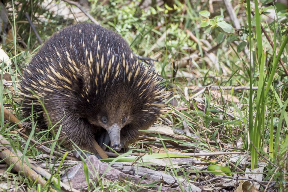 Melbourne to Adelaide: 2-Day Overland Explorer Tour - Frequently Asked Questions