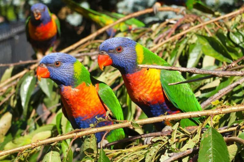Melbourne: Walk the Yarra to Heritage Abbotsford Convent - Value and Practical Considerations  