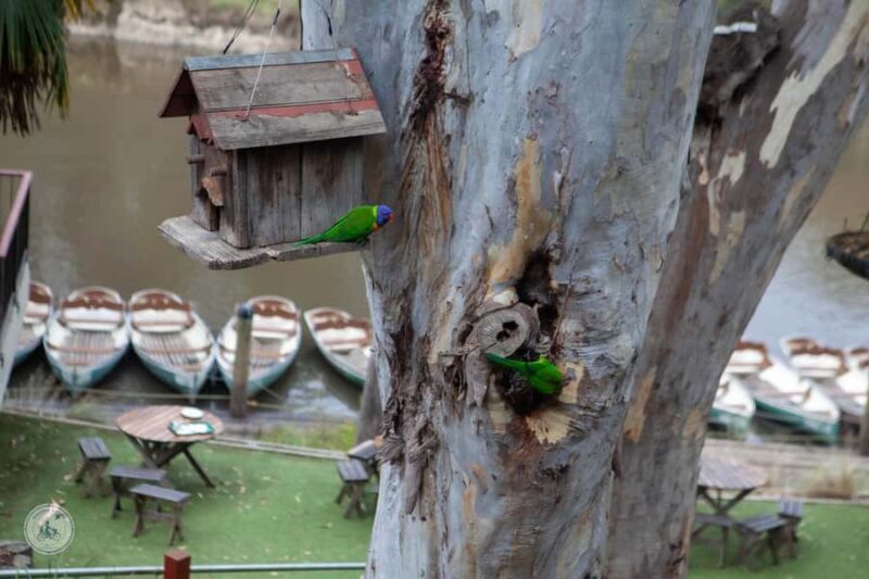 Melbourne: Walk the Yarra to Historic Fairfield Boathouse - An Overview of the Experience